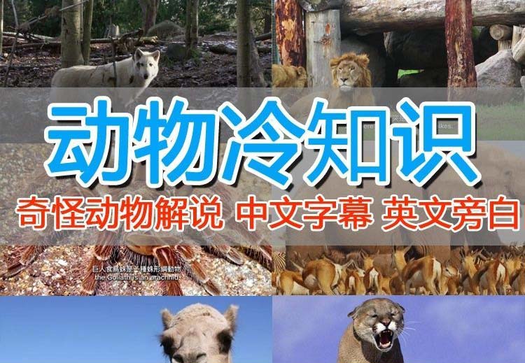 国外纪录片解说（动物解说、美食、动画片）稳过中视频